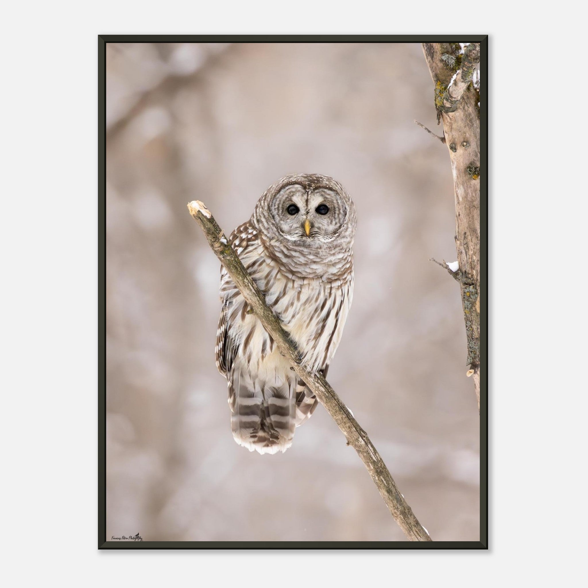 Barred Owl Premium Semi-Glossy Paper Metal Framed Poster 45x60 cm
