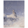 b5f5498b-6f7c-4e16-95ed-09ce5574dedd